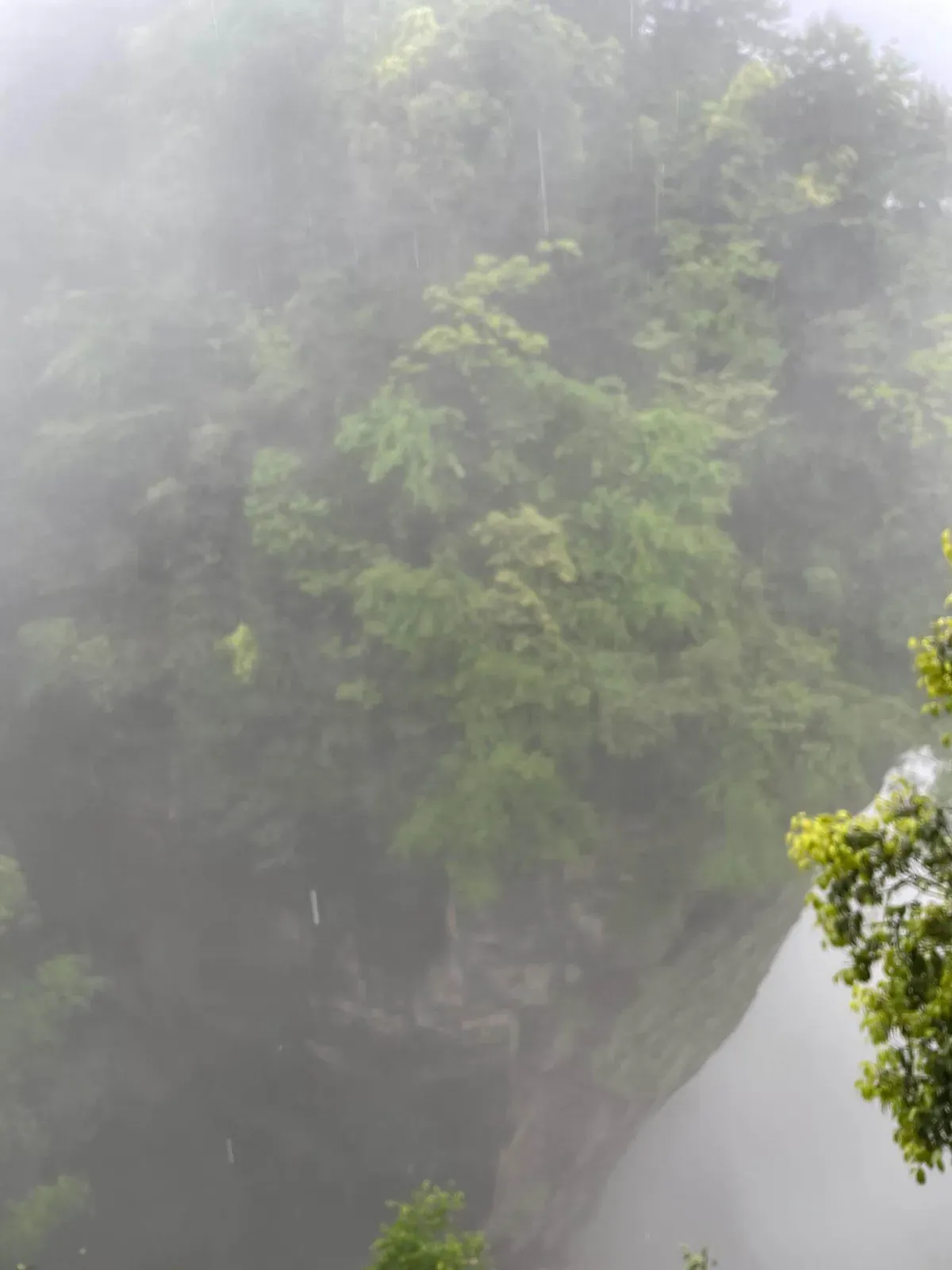 Misty Forest