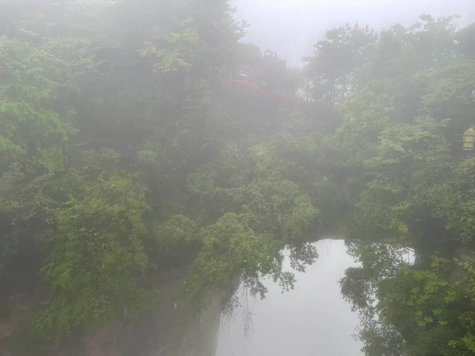 Mist Mountain Forest