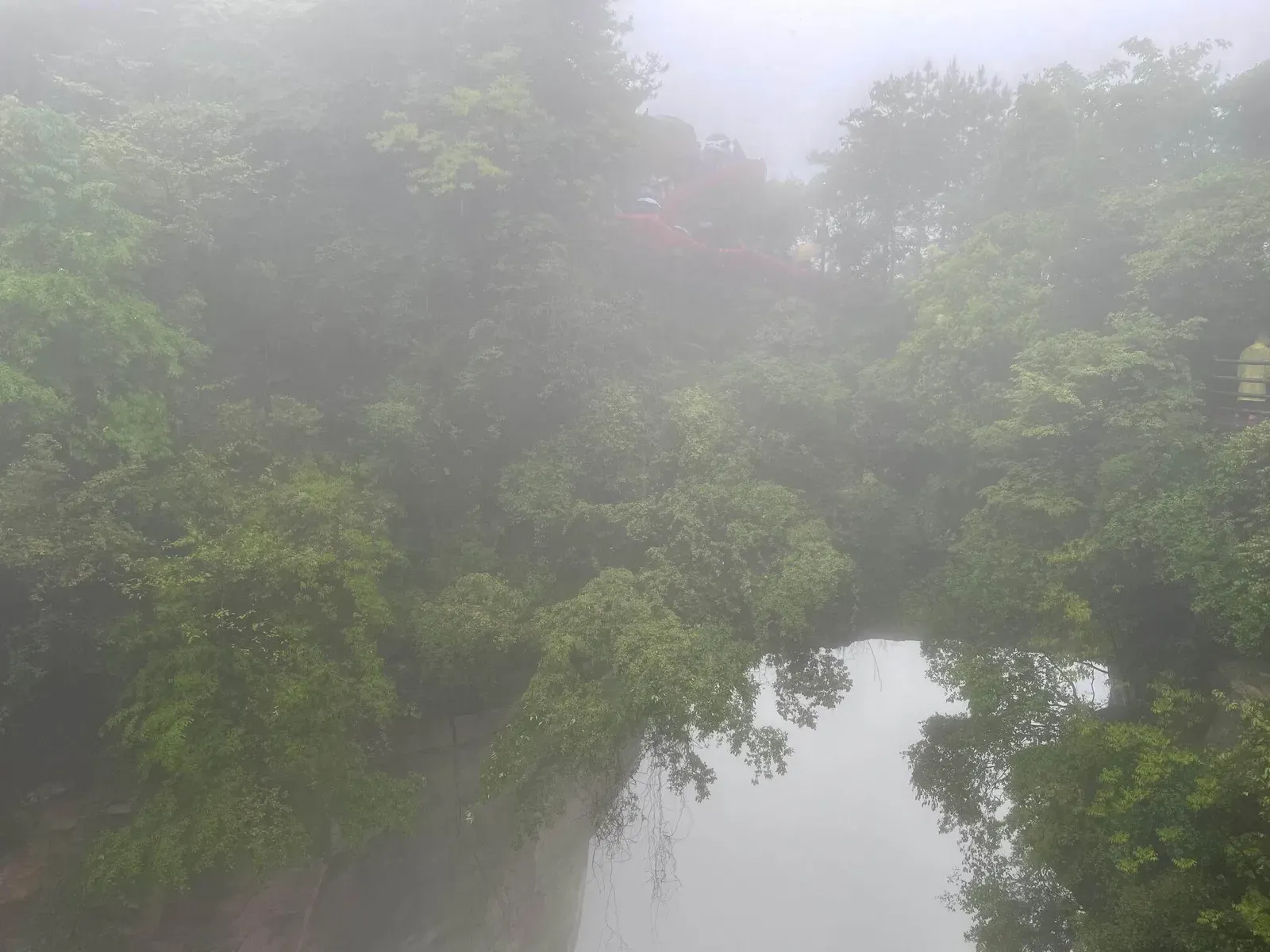 Mist Mountain Forest