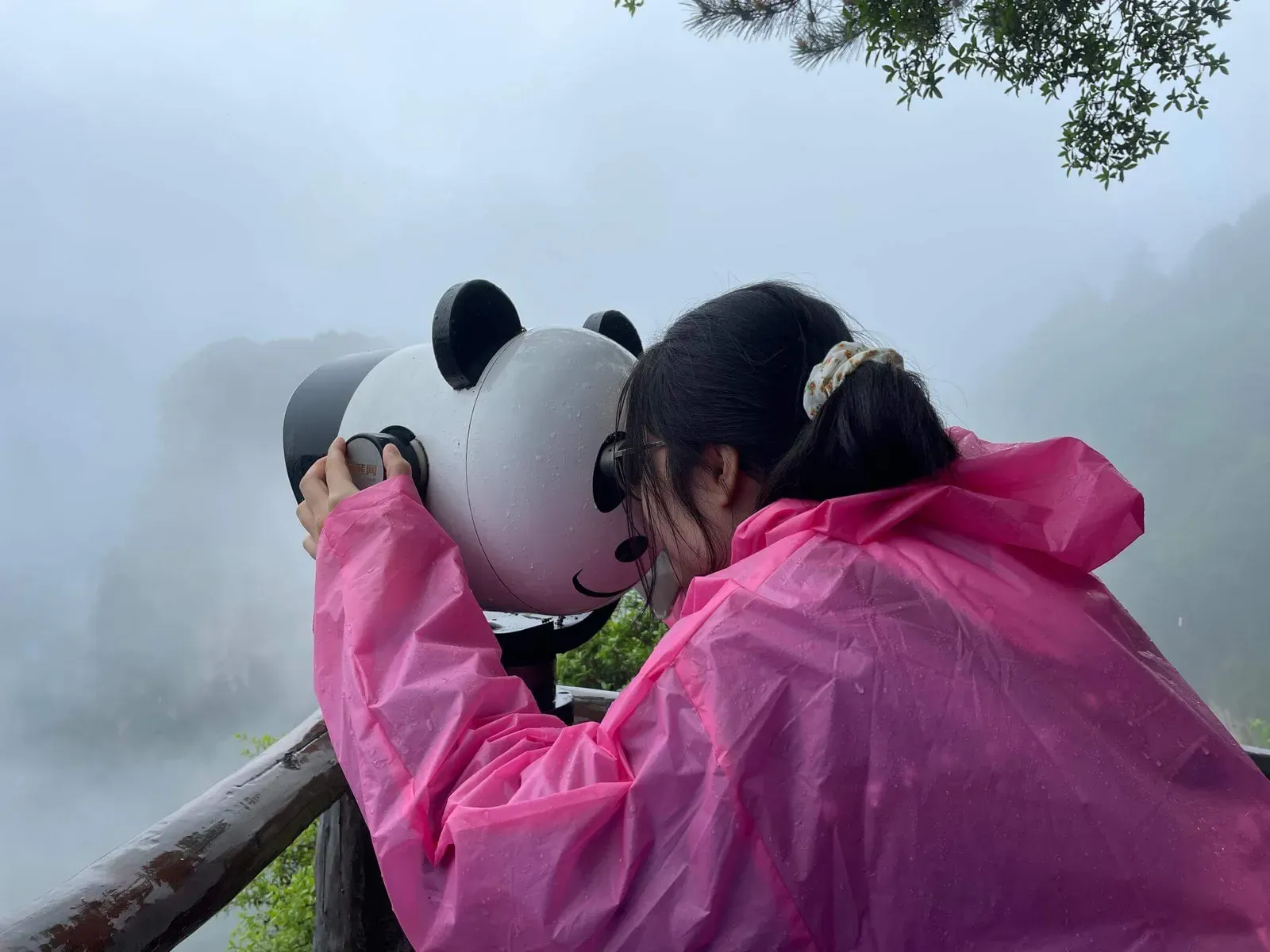 Panda Telescope 5