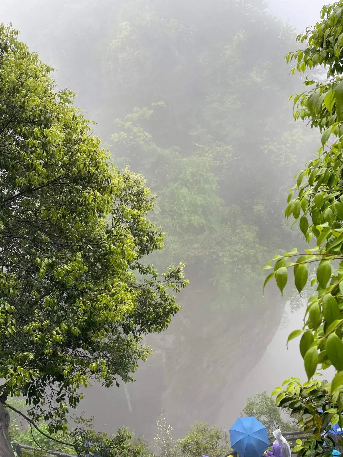 Foggy Forest